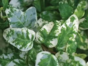 <em>Hedera helix</em> ‘Henriette’ – Ornamental Ivy