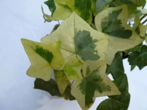 Hedera helix 'Hurricane'