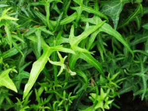 <em>Hedera helix</em> &lsquo;Königer&rsquo;s Auslese&rsquo; – Lierre d&rsquo;ornement