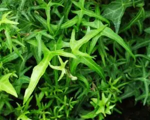 Hedera helix 'Königer's Auslese'