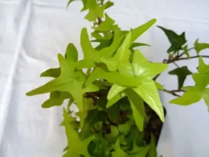 Hedera helix 'Lightfinger'
