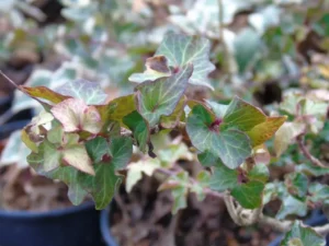 Hedera helix 'Little Witch'