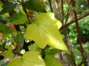 Hedera helix 'Lustrous Carpet'