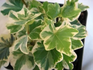 <em>Hedera helix</em> &lsquo;Millenium&rsquo; – Lierre d&rsquo;ornement