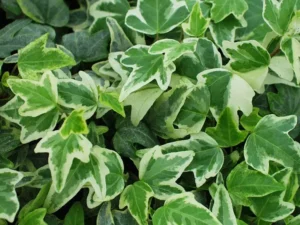 <em>Hedera helix</em> ‘Mini Esther’ - Ornamental ivy