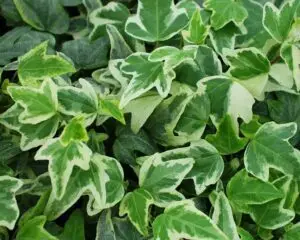 Hedera helix 'Mini Esther'