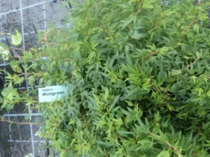 <em>Hedera helix</em> ‘Minigreen’ - Ornamental ivy