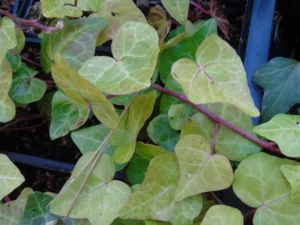 <em>Hedera helix</em> ‘Celestin’ - Ornamental ivy