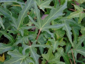 Hedera helix 'Miss Morocco'