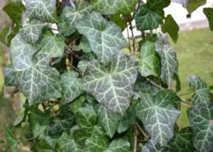 Hedera helix 'Modern Times'