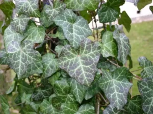 <em>Hedera helix</em> &lsquo;Modern Times&rsquo; – Lierre d&rsquo;ornement