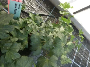 Hedera helix 'New Ripples'