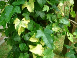 <em>Hedera helix</em> &lsquo;Nigra Aurea&rsquo; – Lierre d&rsquo;ornement