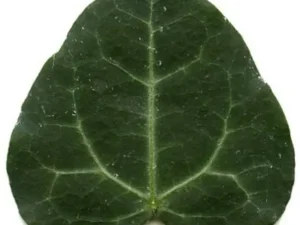<em>Hedera helix</em> &lsquo;Obovata&rsquo; – Lierre d&rsquo;ornement