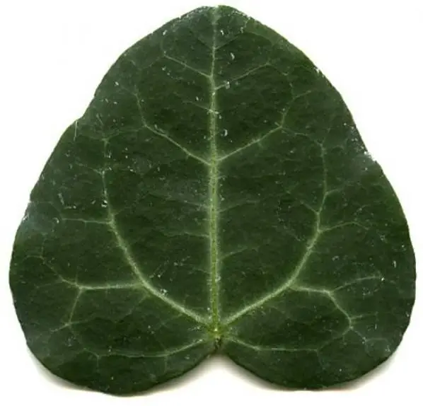 Hedera helix 'Obovata'