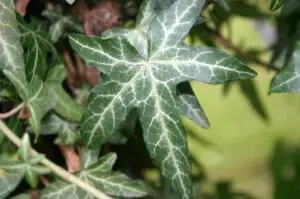 Hedera helix 'Pedata'