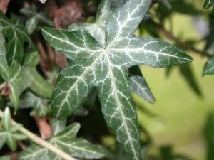 <em>Hedera helix</em> &lsquo;Pedata&rsquo; – Lierre d&rsquo;ornement