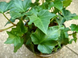 Hedera helix 'Peeveecee'