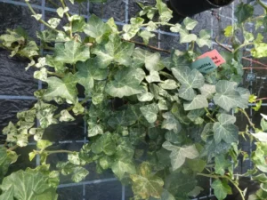 Hedera helix 'Peppermint'