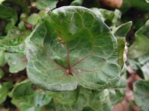 Hedera helix 'Perkeo'
