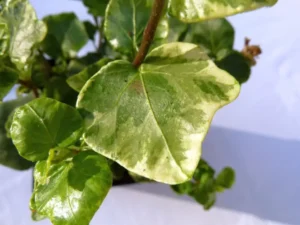 Hedera helix 'Perle'
