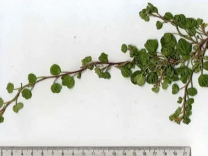 <em>Hedera helix</em> ‘Peter Pan’ – Ornamental Ivy
