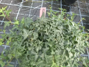 Hedera helix 'Philosopher'