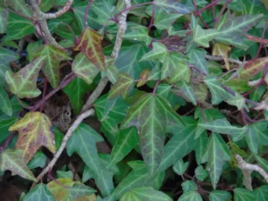 Hedera helix 'Pin Oak'