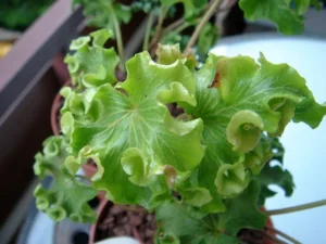 Hedera helix 'Pink 'n Curly'