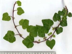 *Hedera helix* ‘Ralf’ – Ornamental Ivy