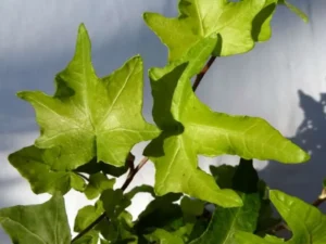 Hedera helix 'Rauschgold'