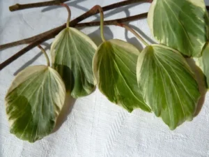 Hedera helix 'Reef Shell'