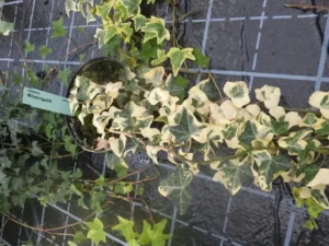 Hedera helix 'Rheingold'