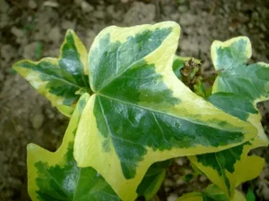 Hedera helix 'Ria'