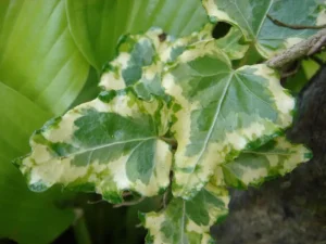 Hedera helix 'Golden Curl'