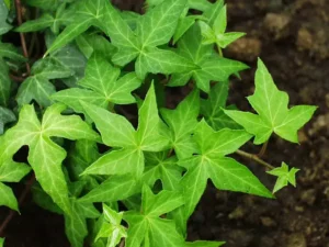 <em>Hedera helix</em> &lsquo;Ritterkreuz&rsquo; – Lierre d&rsquo;ornement