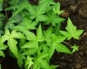 Hedera helix 'Ritterkreuz'