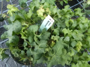 Hedera helix 'Romanze'