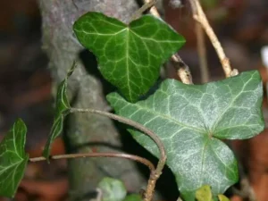 <em>Hedera helix</em> &lsquo;Rouge Hivernal&rsquo; – Lierre d&rsquo;ornement