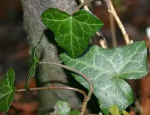 Hedera helix 'Rouge Hivernal'