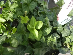 Hedera helix 'Rusche'