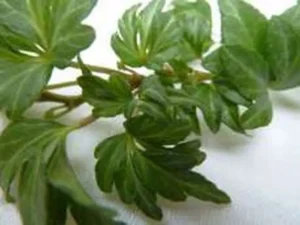 <em>Hedera helix</em> ‘Sabine’ – Ornamental Ivy