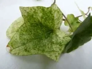 <em>Hedera helix</em> &lsquo;Sally&rsquo; – Lierre d&rsquo;ornement