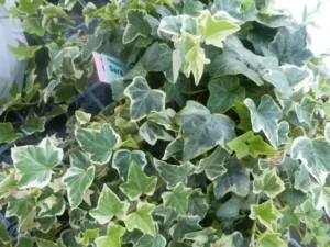 Hedera helix 'Sarah'