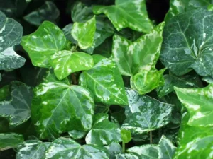 <em>Hedera helix</em> &lsquo;Schaefer Three&rsquo; – Lierre d&rsquo;ornement