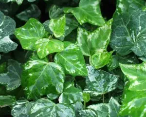 Hedera helix 'Schaefer Three' (Schaefer Three)'