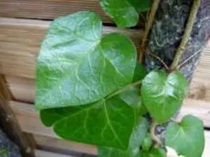 Hedera hibernica 'Scutifolia'