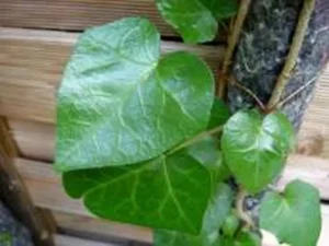 <em>Hedera hibernica</em> &lsquo;Scutifolia&rsquo; – Lierre d&rsquo;ornement