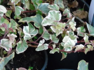 Hedera helix 'Sea Breeze'