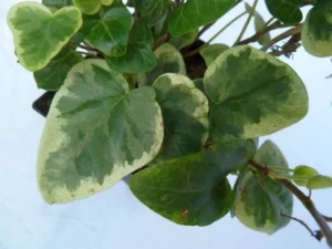 Hedera helix 'Sepia'